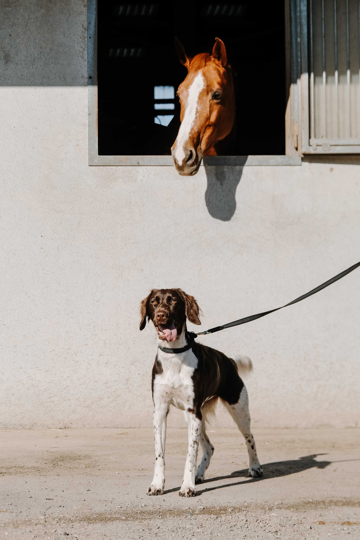 Collier pour chien EQUITHÈME - Nala