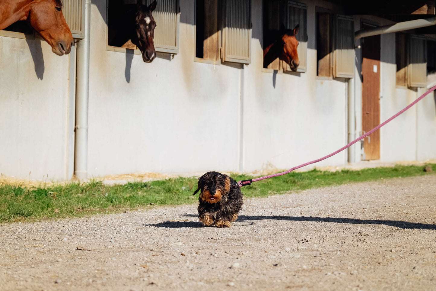 Laisse pour chien avec poignée RIDING WORLD - Lucky 8 coloris