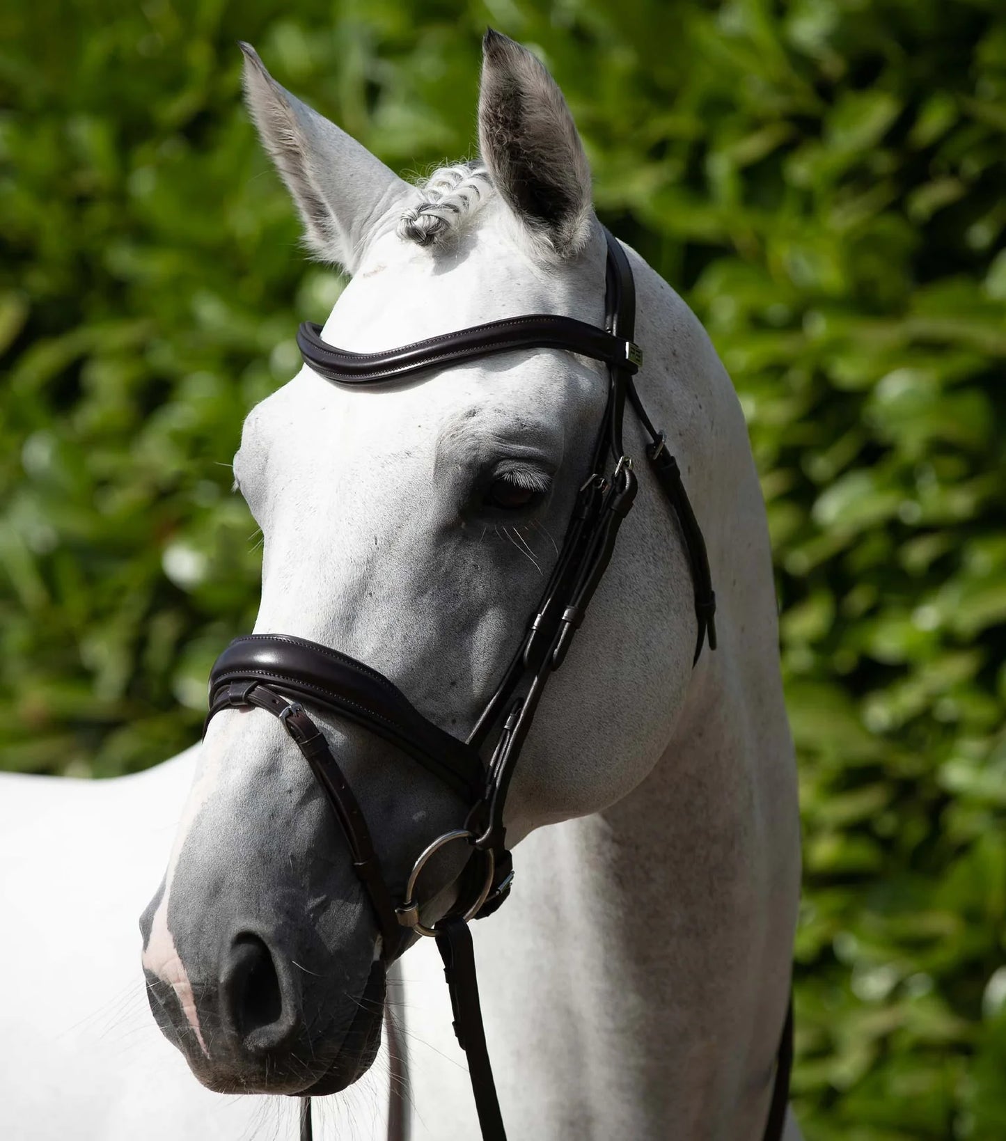 Bridon anatomique PREMIER EQUINE Rizzo