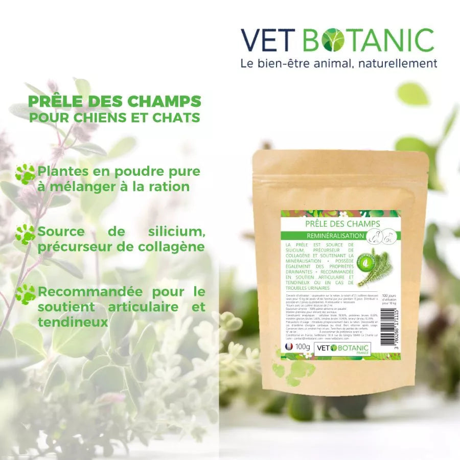 PRÊLE DES CHAMPS – Plante pure en poudre – Reminéralisation chiens et chats