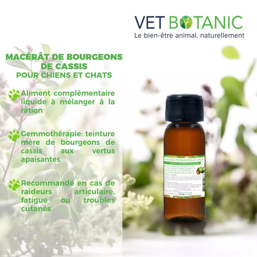 MACERAT BOURGEON DE CASSIS SANS ALCOOL – Vitalité et souplesse articulaire du chien et du chat