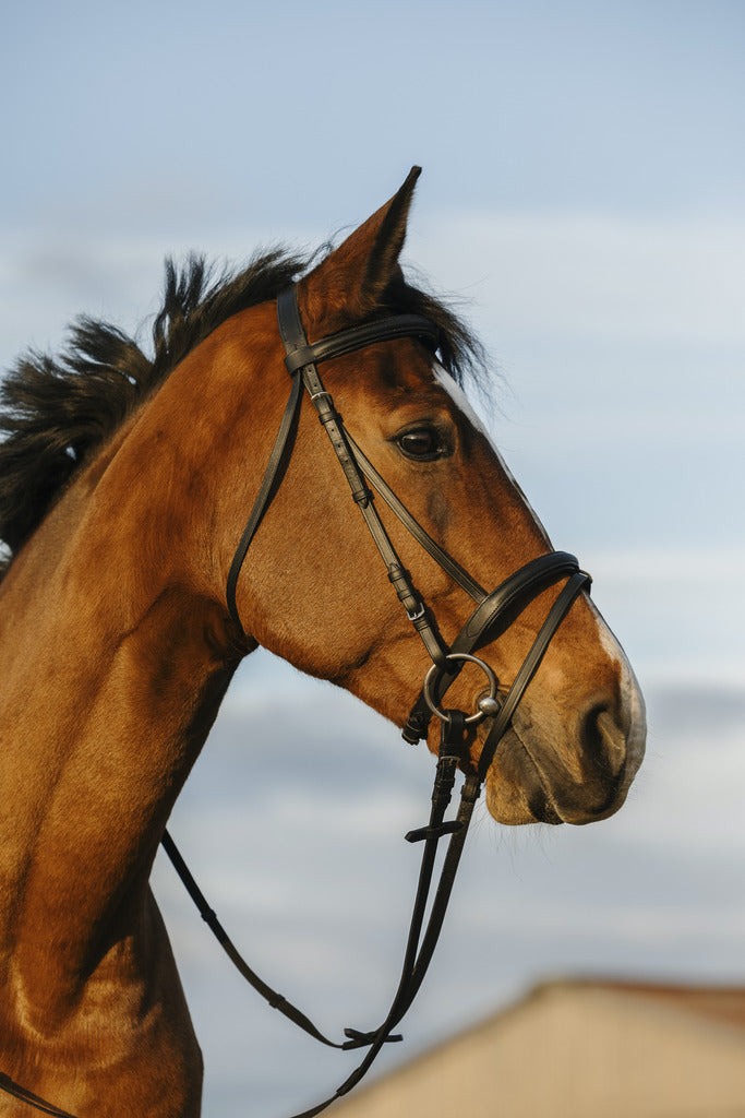 BRIDON RIDING WORLD DOUBLÉ MUSEROLLE COMBINÉE