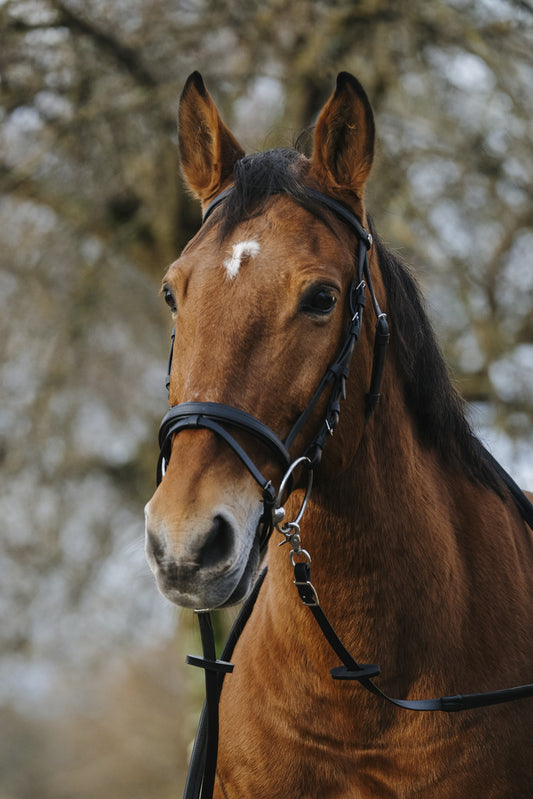 BRIDON NORTON TRAINING, 4 tailles dès shetland