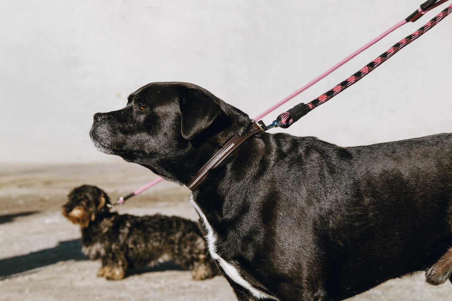Collier et laisse pour chien EQUITHÈME - Max - 2 coloris - 3 tailles