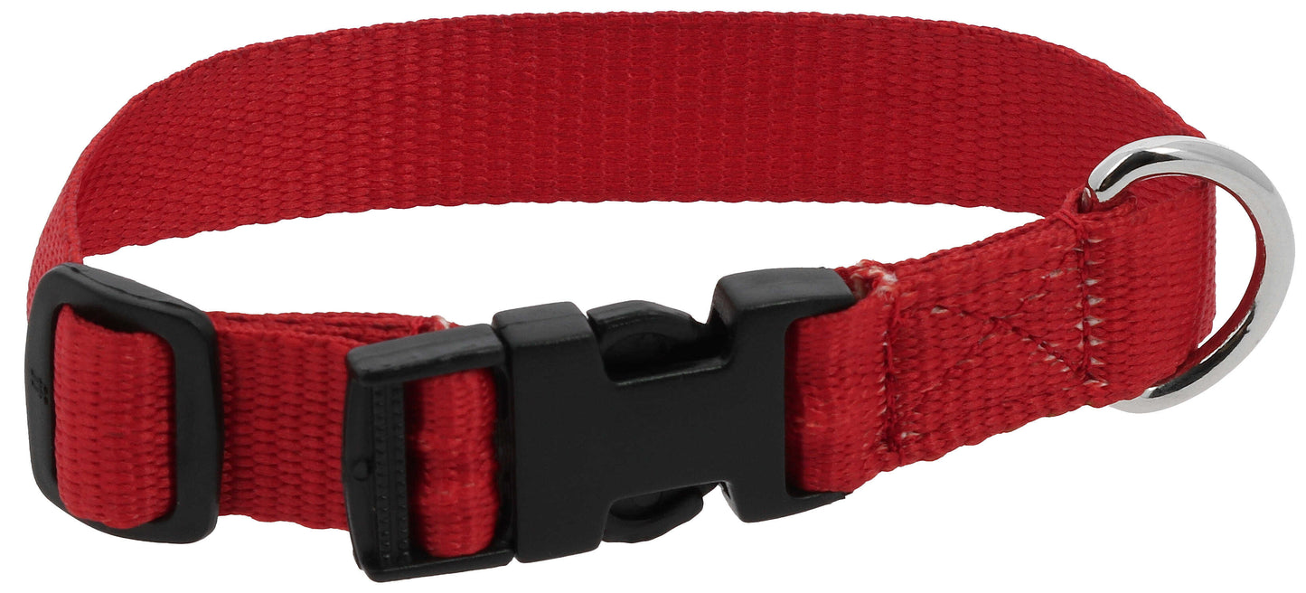 Collier pour chien RIDING WORLD - Pat - 8 coloris - 3 tailles