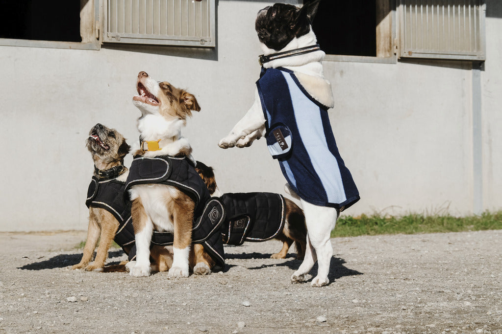 Couverture pour chien EQUITHÈME - CONFORTEC, 4 tailles