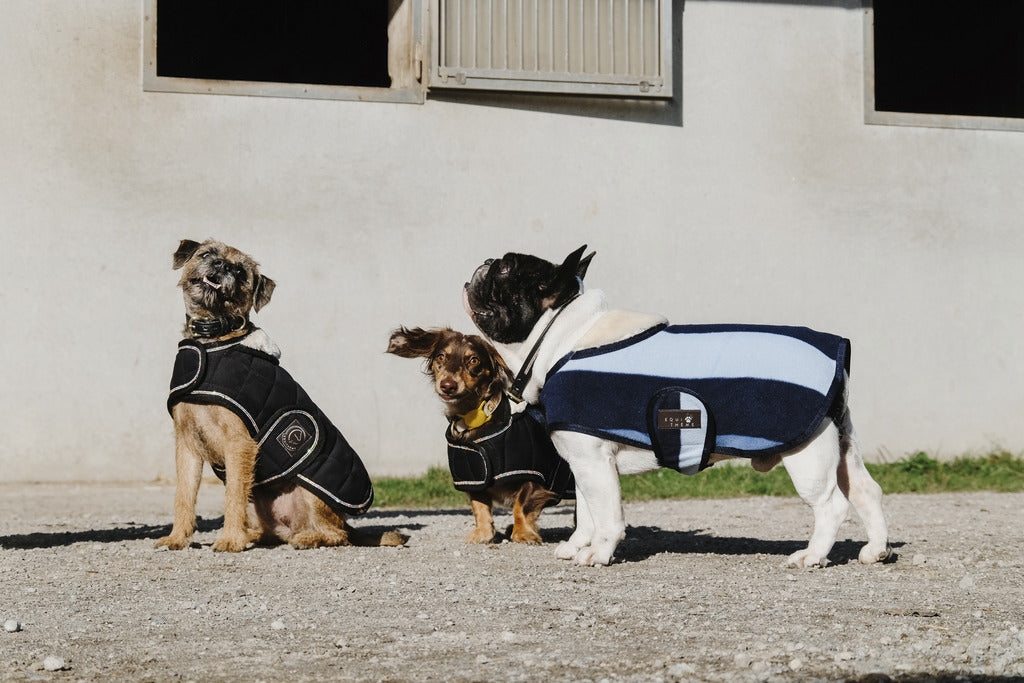 Couverture pour chien EQUITHÈME - CONFORTEC, 4 tailles