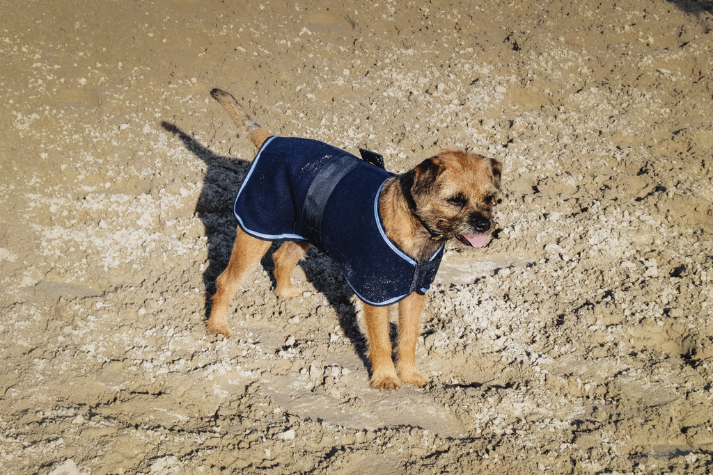 Chemise polaire pour chien RIDING WORLD, 6 tailles