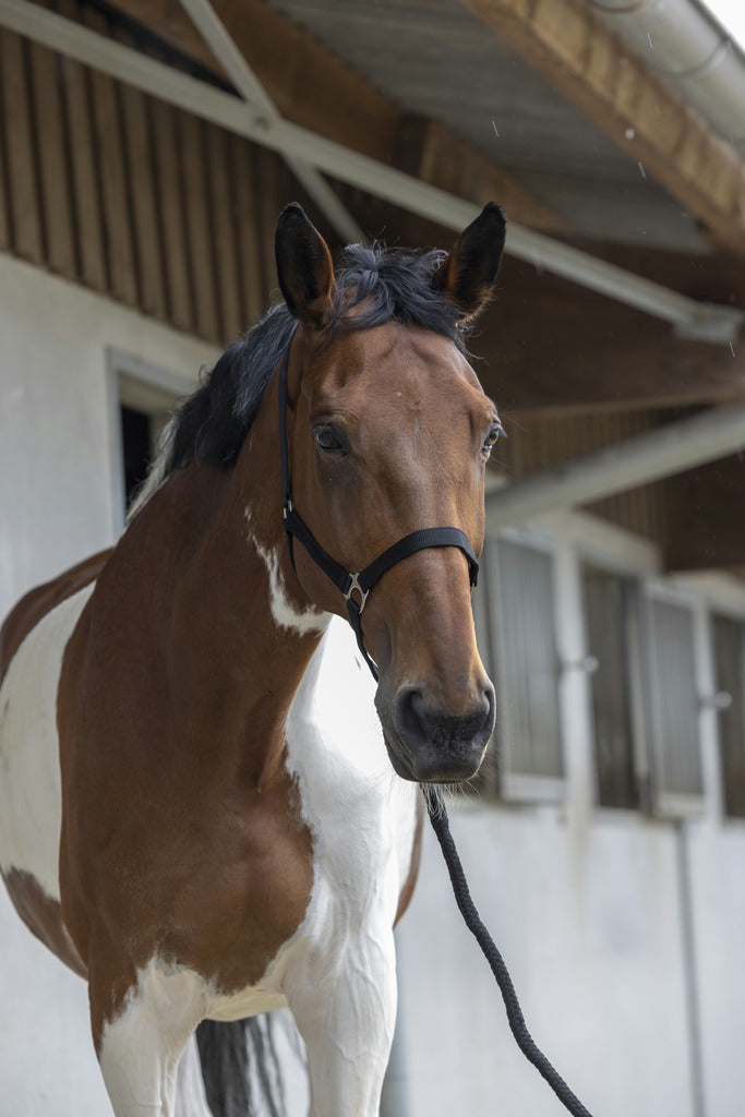 LICOL + LONGE RIDING WORLD "CLUB", 5 coloris, 4 tailles dès Shetland