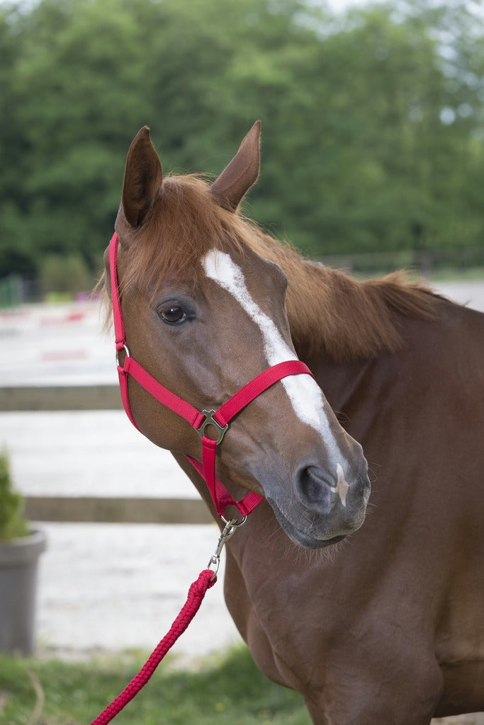 LICOL + LONGE RIDING WORLD "CLUB", 5 coloris, 4 tailles dès Shetland