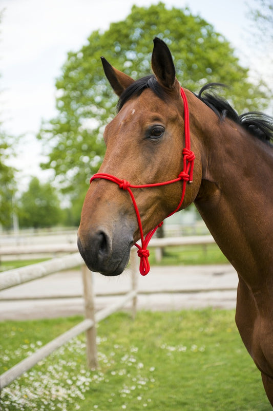 LICOL CORDE NORTON "FIRST", cheval, 4 coloris à choix