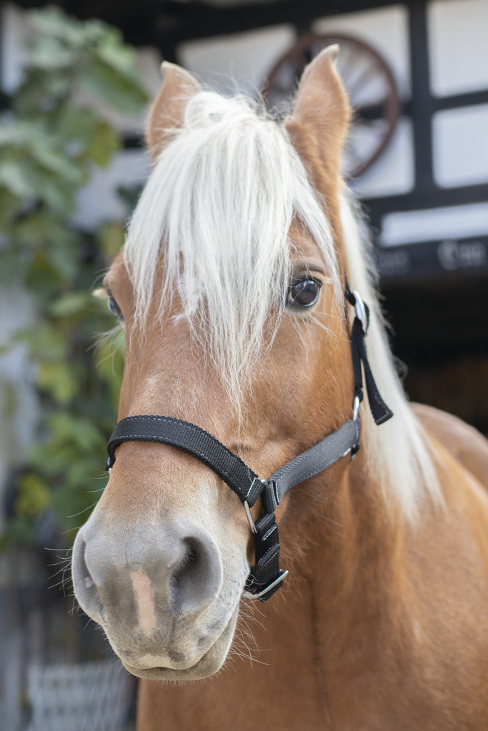 LICOL NORTON CHEVAL DE TRAIT