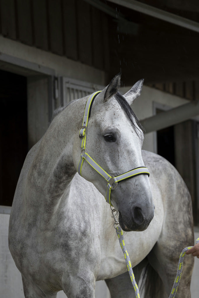 LICOL + LONGE EQUITHÈME "SATINÉ", 5 coloris, 4 tailles (dès Shetland)