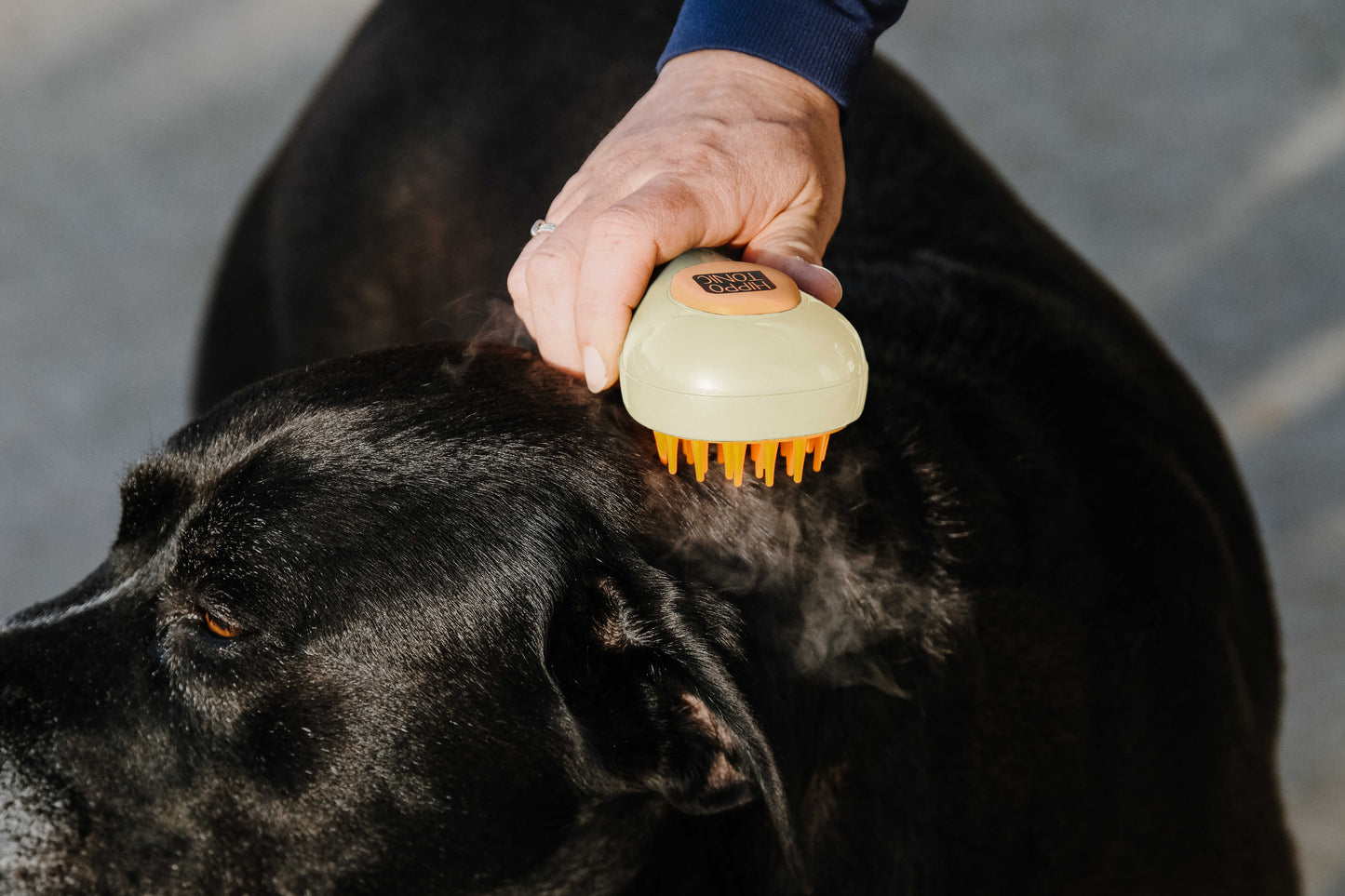 Étrille HIPPOTONIC - Vapeur