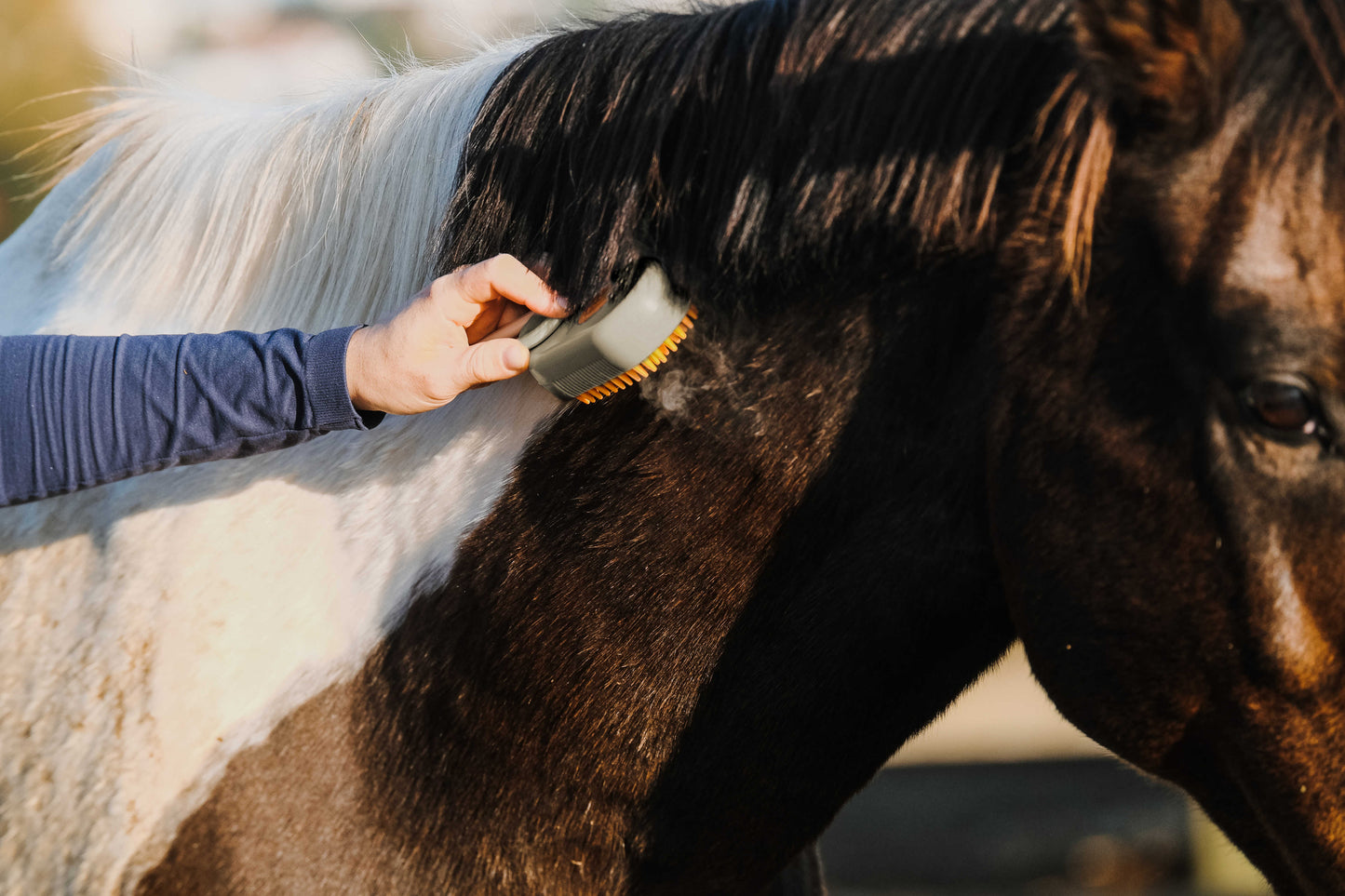 Étrille avec manche HIPPOTONIC - Vapeur
