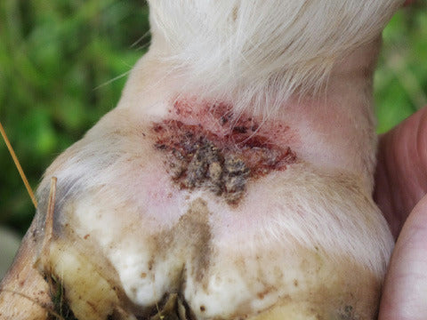 SHAMPOING ANIMADERM "TEA TREE", contre la dermite et gale de boue