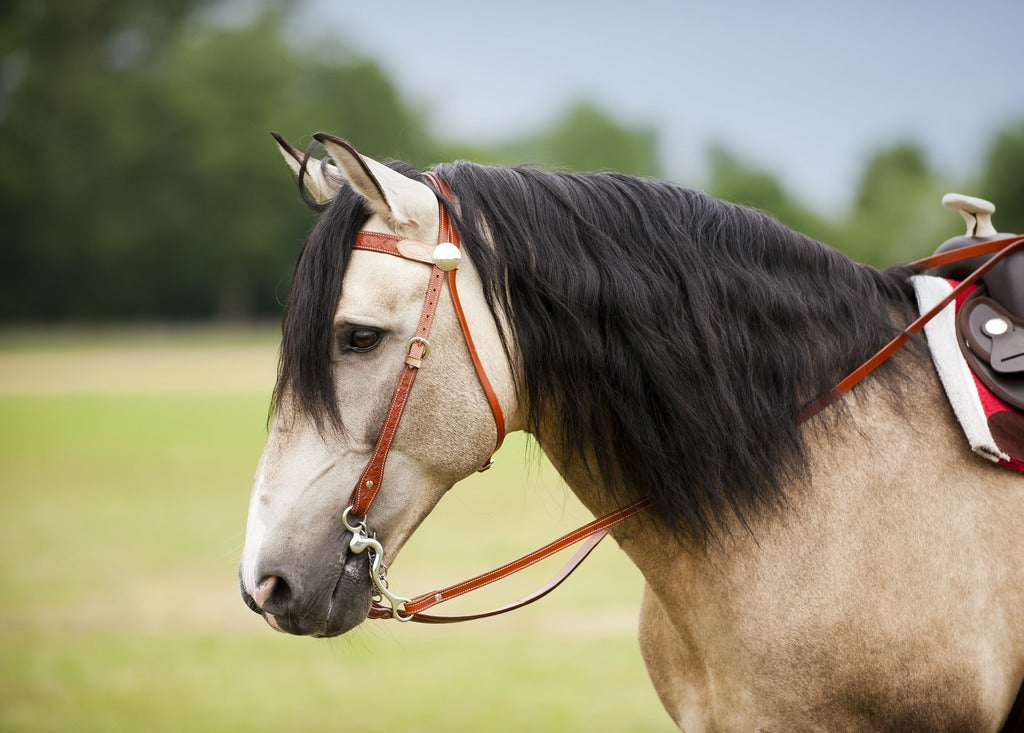 Bridon western RANDOL'S "TWO TONE"