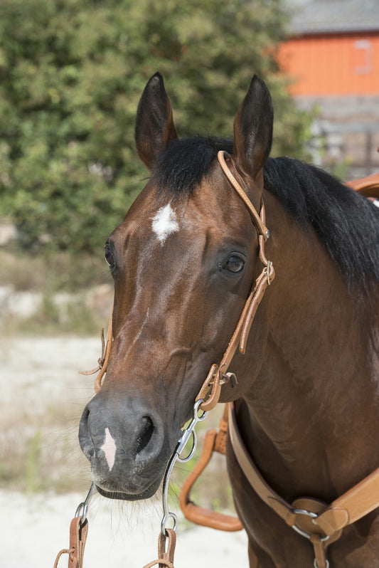 Bridon western WESTRIDE BY FRANCK PERRET "1 oreille"