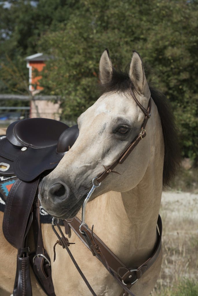 Bridon western WESTRIDE BY FRANCK PERRET "1 oreille"