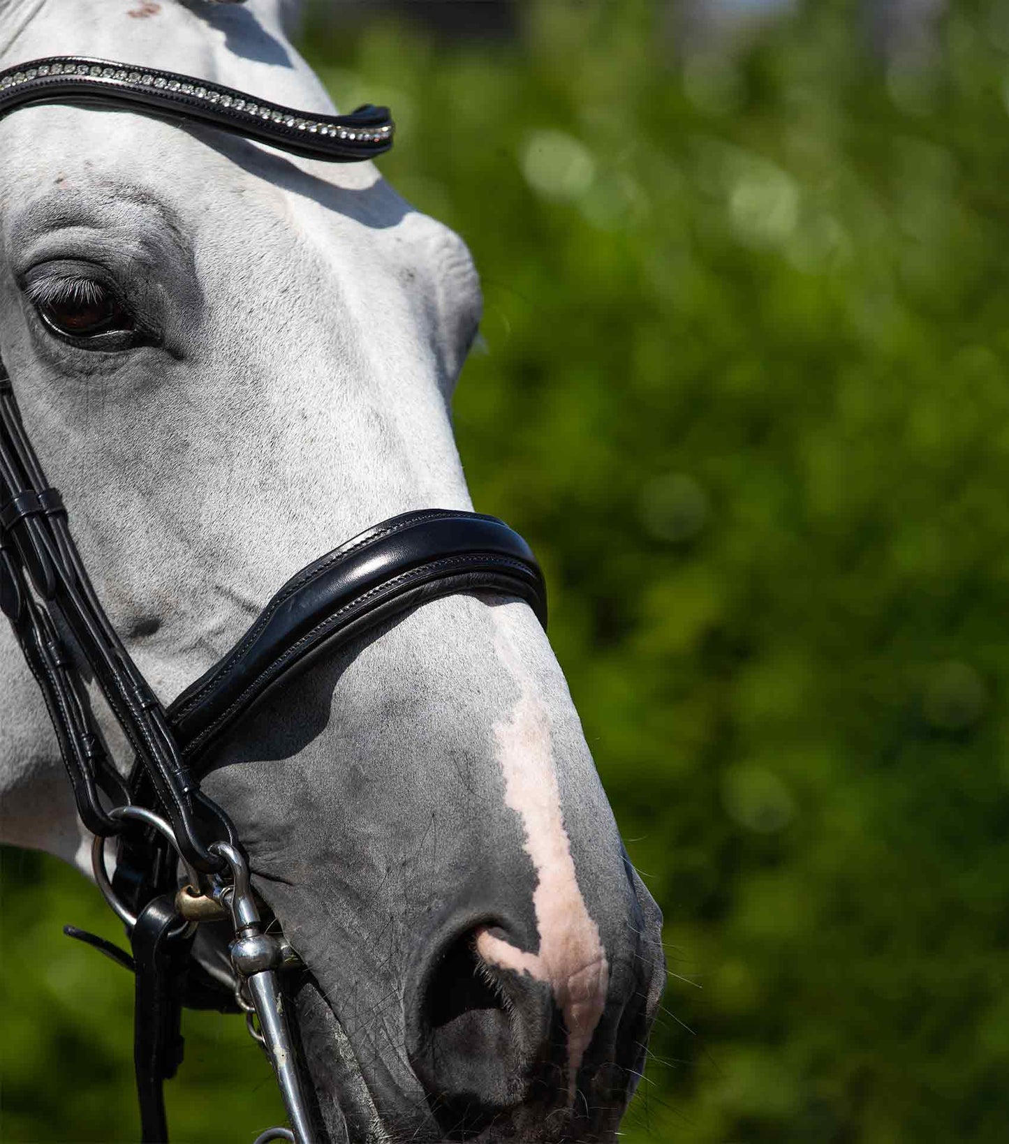 Bride complète anatomique PREMIER EQUINE Abriano