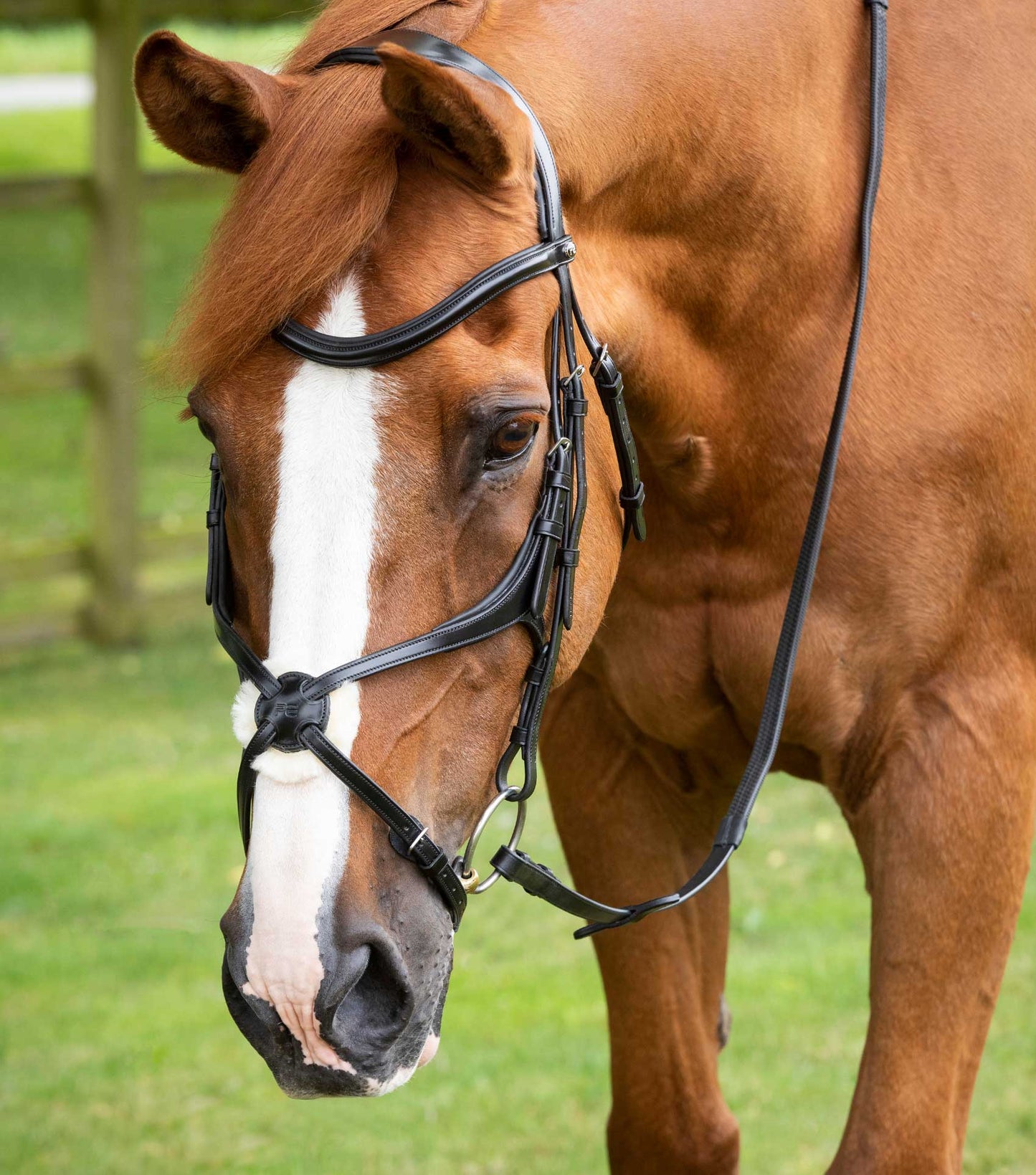 Bridon anatomique mexicain PREMIER EQUINE Glorioso