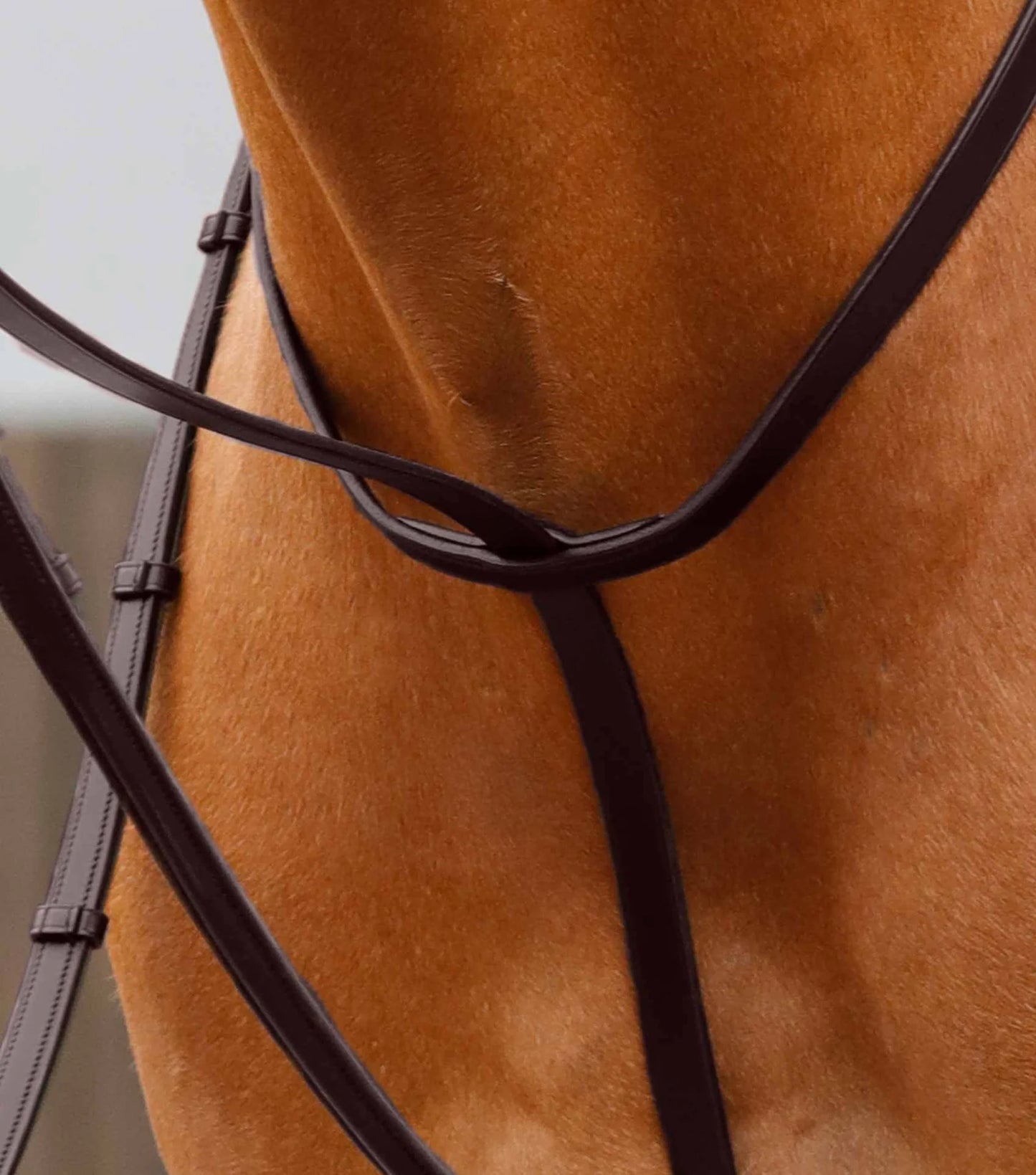 Martingale fixe PREMIER EQUINE Gressan