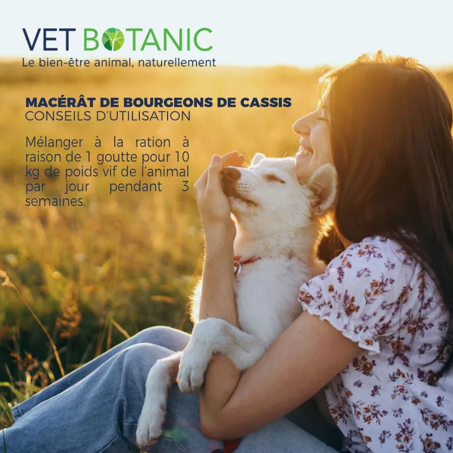 MACERAT BOURGEON DE CASSIS SANS ALCOOL – Vitalité et souplesse articulaire du chien et du chat