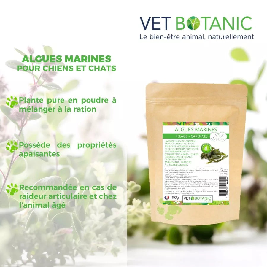 ALGUES MARINES plante pure en poudre – Pelage et carences chiens et chats
